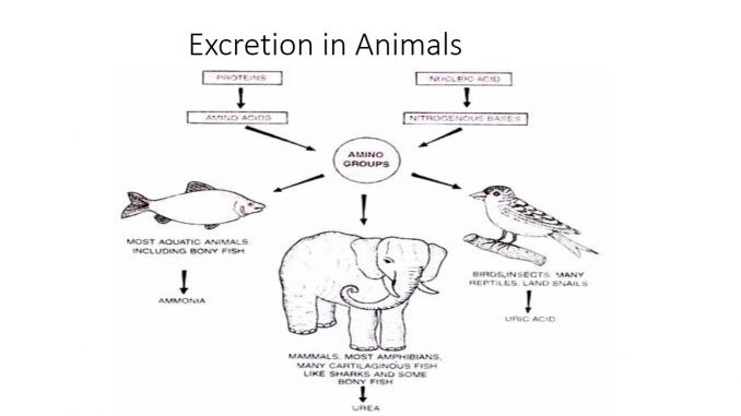 EXCRETION IN ANIMALS