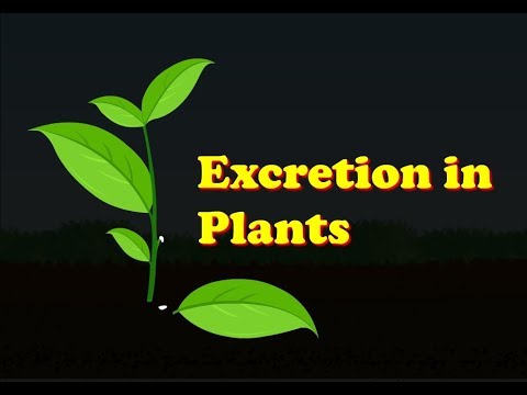 EXCRETION IN PLANTS