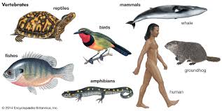 LOCOMOTION IN MAMMALS, FISH, BIRDS AND INSECTS.