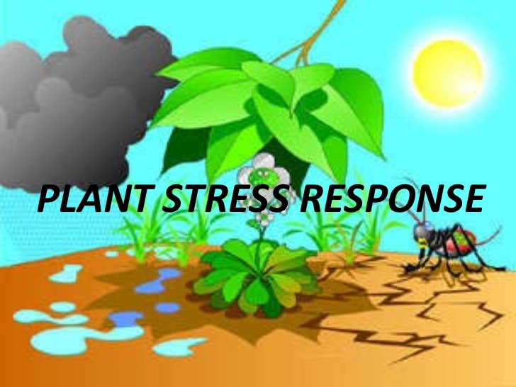 RESPONSE IN PLANTS