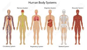 THE BODY SYSTEM