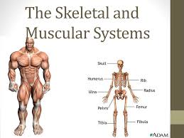 MUSCULAR AND SKELETAL SYSTEM