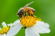 AGRIC/5: ANIMAL PRODUCTION III: Bee Keeping 1