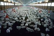AGRIC/5: ANIMAL PRODUCTION II: Poultry 1