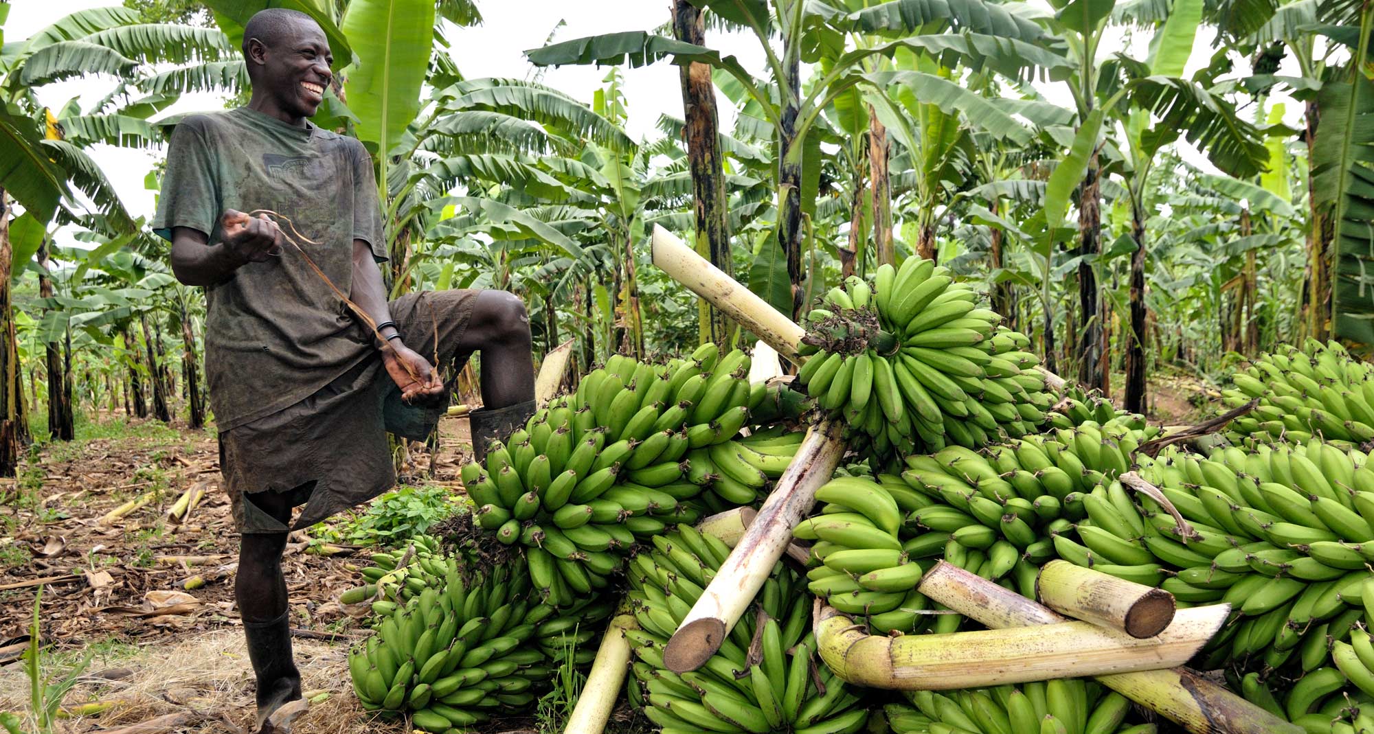 STANDARD HIGH SCHOOL ZZANA AGRICULTURE IN UGANDA 4